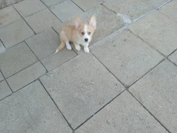Welsh Corgi
