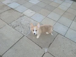 Welsh Corgi