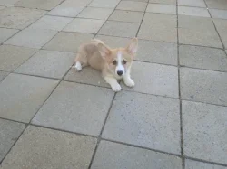 Welsh Corgi