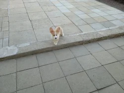 Welsh Corgi
