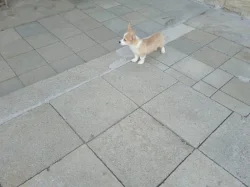 Welsh Corgi
