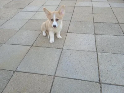 Welsh Corgi