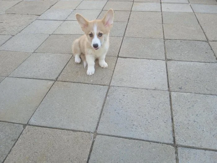 Welsh Corgi