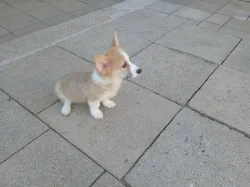 Welsh Corgi