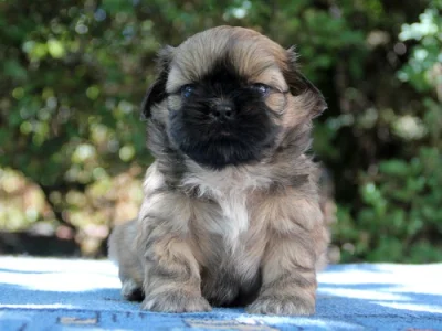 Shih-tzu, ši-cu - štěňátka s PP FCI