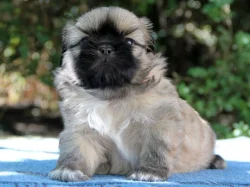 Shih-tzu, ši-cu - štěňátka s PP FCI