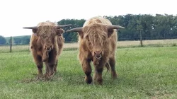 Plemenní býci Highland na prodej