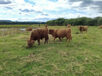 Plemenní býci Highland na prodej