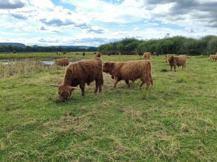 Plemenní býci Highland na prodej