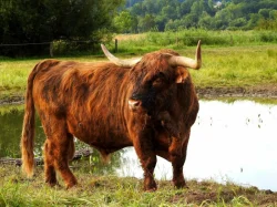 Plemenní býci Highland na prodej