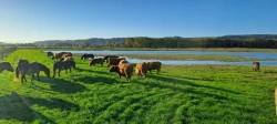 Plemenní býci Highland na prodej