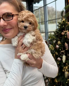 MALTIPOO