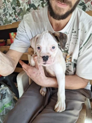 Prodám štěňata bílého boxera