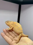 PŘIJÍMÁM REZERVACE NA MLÁĎATA CHAMELEONŮ
