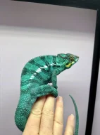 PŘIJÍMÁM REZERVACE NA MLÁĎATA CHAMELEONŮ