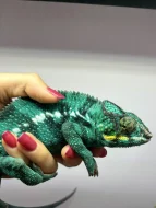PŘIJÍMÁM REZERVACE NA MLÁĎATA CHAMELEONŮ