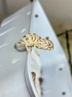 PŘIJÍMÁM REZERVACE NA MLÁĎATA CHAMELEONŮ