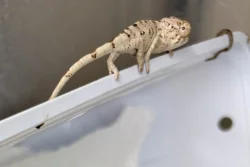 PŘIJÍMÁM REZERVACE NA MLÁĎATA CHAMELEONŮ