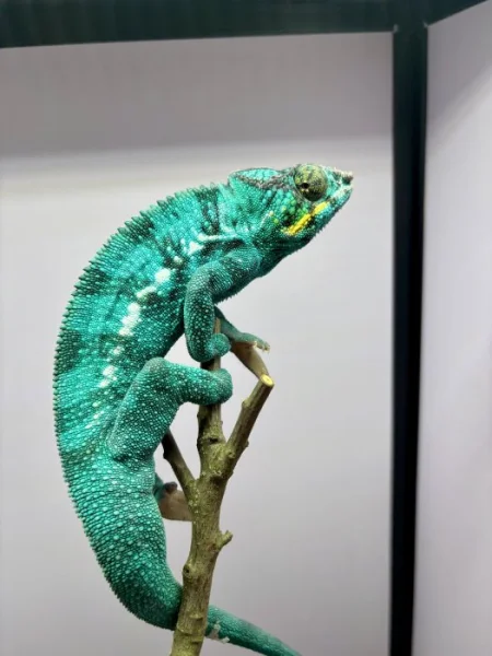 PŘIJÍMÁM REZERVACE NA MLÁĎATA CHAMELEONŮ