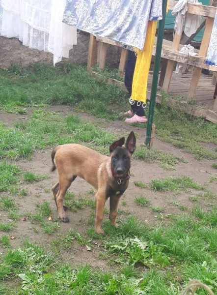Prodám belgicky ovcak