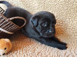 Labradorský retriever