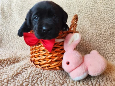 Labradorský retriever