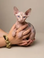 SPHYNX koťátko bez PP