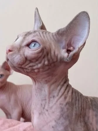 SPHYNX koťátko bez PP