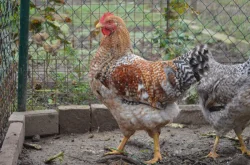 Bielefeldka rodobarvá