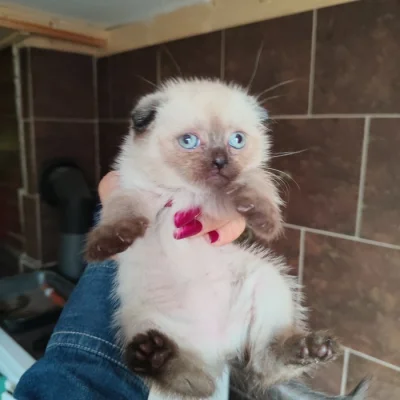Krásná koťátka Scottish Fold