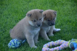 Shiba inu
