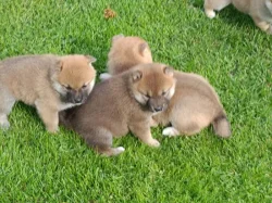 Shiba inu
