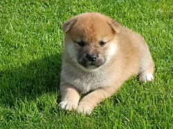 Shiba inu