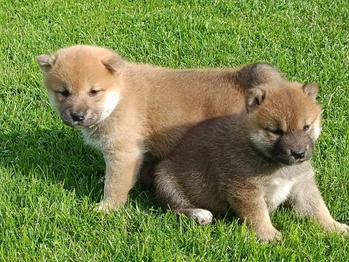 Shiba inu