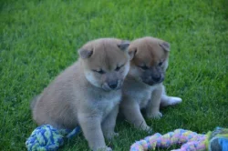 Shiba inu