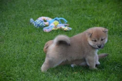 Shiba inu