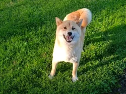 Shiba inu