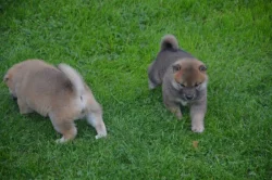 Shiba inu