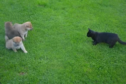 Shiba inu