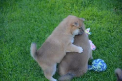 Shiba inu