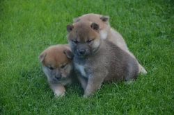 Shiba inu