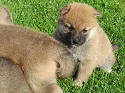 Shiba inu