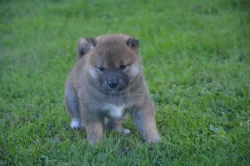 Shiba inu