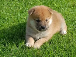 Shiba inu