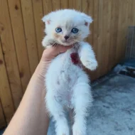 Krásná koťátka Scottish Fold