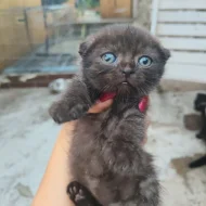 Krásná koťátka Scottish Fold