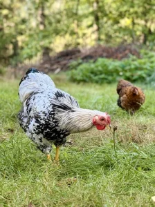 Letošní kohoutek zdrobnělé wyandotky