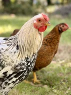 Letošní kohoutek zdrobnělé wyandotky