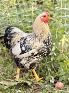 Letošní kohoutek zdrobnělé wyandotky