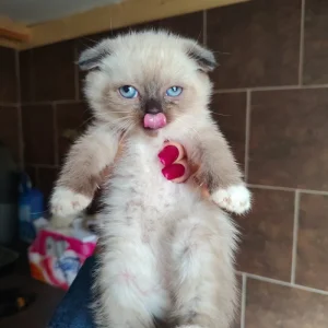 Krásná koťátka Scottish Fold 🐈